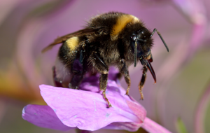 Bombus lucorum - Epilobium angustifolium - Keila.jpg © Ivar Leidus