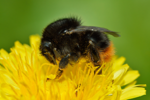 Bombus ruderarius - Taraxacum officinale - Keila.jpg © Ivar Leidus