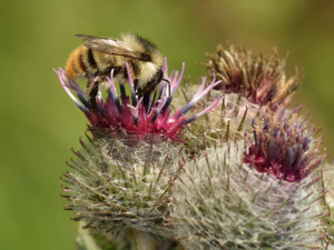 Bombus sylvarum - Arctium tomentosum - Keila.jpg © Ivar Leidus