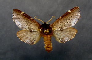 Odontosia carmelita.jpg © Dumi