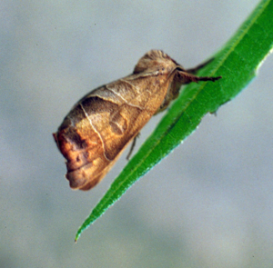 Clostera anastomosis.jpg © Fabio Stergulc, Università di Udine, Bugwood.org