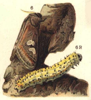 Diloba caeruleocephala ugglan.jpg © Bibliographisches Institut Leipzig