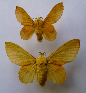 Gastropacha populifolia.jpg © Dumi
