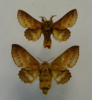 Phyllodesma ilicifolia.jpg © Dumi