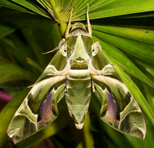 Oleander Hawk-moth Daphnis nerii.jpg © Shantanu Kuveskar