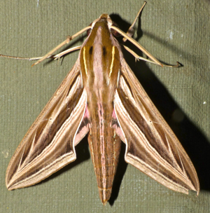 Silver-striped Hawkmoth (Hippotion celerio) (13966837662).jpg © Bernard DUPONT from FRANCE