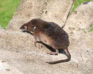 Sorex araneus2.JPG © Manuel R.