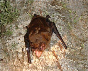 Nyctalus lasiopterus01.png © Popa-Lisseanu AG, Delgado-Huertas A, Forero MG, Rodríguez A, Arlettaz R, & Ibáñez C