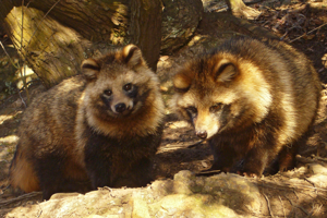 Tanuki01 960.jpg © 663highland