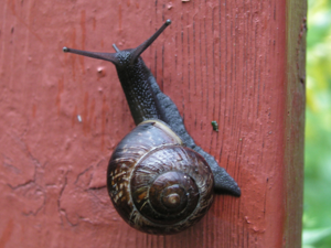 Snail on fence.jpg © Xauxa