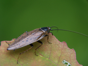 Ectobius lapponicus a1.jpg © Adam Opioła