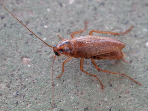 Blattodea. Cascuda. Santiago de Compostela 1.jpg © Lmbuga