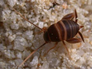 Myrmecophila acervorum.jpg © Gunther Tschuch