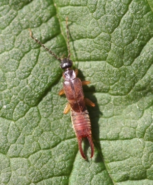 Lesser earwig.jpg © Whitney Cranshaw, Colorado State University, Bugwood.org