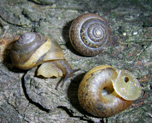 Euomphalia strigella.jpg © Roman Hural