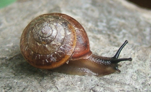Monachoides incarnatus.jpg © Francisco Welter Schultes