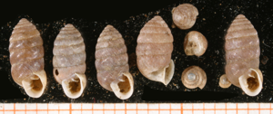 Orcula dolium.jpg © Francisco Welter Schultes