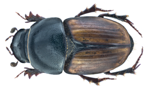 Colobopterus erraticus (Linné, 1758) Male Syn.- Aphodius (Colobopterus) erraticus (Linné, 1758) (19576912521).png © Udo Schmidt from Deutschland