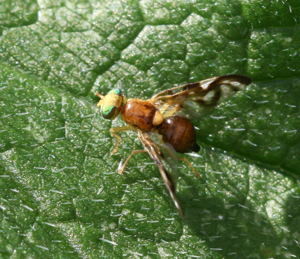 Euleia heraclei 2.jpg © Sandy from Scotland, UK