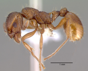 Myrmica rubra casent0010684 profile 1.jpg © File Upload Bot (AntWeb)