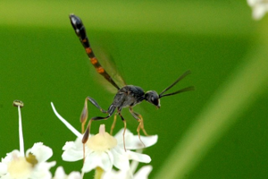 Gasteruption.assectator.-.lindsey.jpg © James K. Lindsey