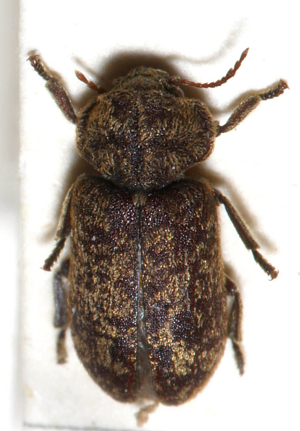 Xestobium.rufovillosum.jpg © Sarefo