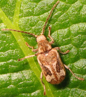 Hedobia imperialis.jpg © Soebe
