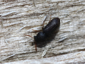 Ptilinus fuscus 01.JPG © AfroBrazilian