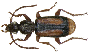 Polistichus connexus (Fourcroy, 1785) (2868736604).jpg © Udo Schmidt from Deutschland