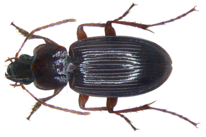Platyderus depressus (Audinet-Serville, 1821) (2929072769).jpg © Udo Schmidt from Deutschland