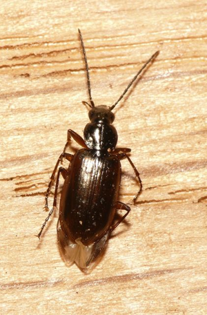 Agonum piceum.jpg © Lymantria