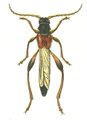 Necydalis major.jpg © G.G. Yakobson