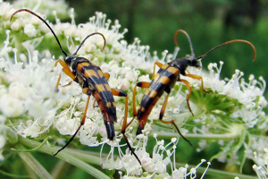 Schlanker Schmalbock (Strangalia attenuata).jpg © Hajotthu