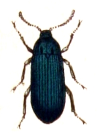 Melandrya.caraboides.-.calwer.48.07.jpg © File Upload Bot (Sarefo)