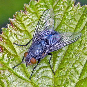 Calliphoridae - Calliphora vomitoria.JPG © Hectonichus