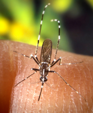 CDC-Gathany-Aedes-albopictus-2.jpg © James Gathany, CDC