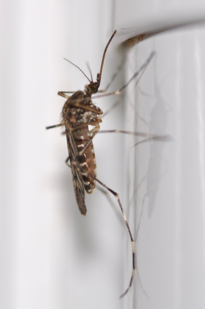 Culiseta annulata 1.JPG © Aiwok