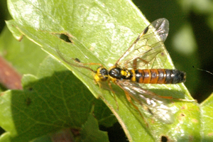 Tenthredopsis.nassata.-.lindsey.jpg © James K. Lindsey