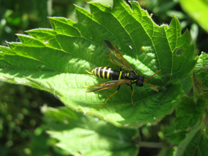 Figwort Sawfly (tenthredo scrophulariae).JPG © Richard Avery