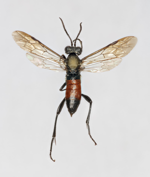 Macrophya blanda f.jpg © Kim Abel, BioFokus