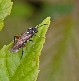 Macrophya punctumalbum 5.jpg © Frank Strømmen