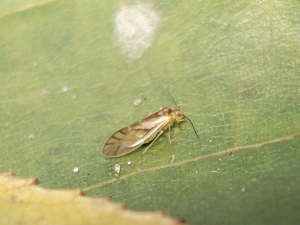 Valenzuela flavidus 01.JPG © Sanja565658
