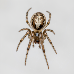Zygiella x-notata.jpg © Alexis Lours