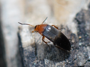 Anaspis thoracica 02.JPG © AfroBrazilian