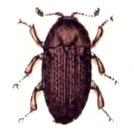 Trixagus.dermestoides.-.calwer.24.19.jpg © File Upload Bot (Sarefo)