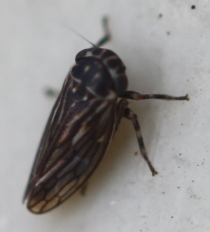 2018 11 10 Anaceratagallia venosa.jpg © Slimguy