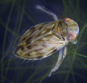 Micronecta scholtzi - top view.jpg © ExaVolt