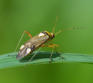 Eichen-Schmuckwanze Rhabdomiris striatellus 2.jpg © Richard Bartz