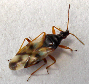 Anthocoris nemorum1.jpg © Mick Talbot