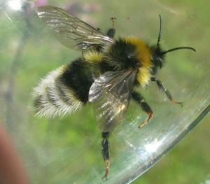 Jordgjøkhumle-m Bombus bohemicus.jpg © Magne Flåten